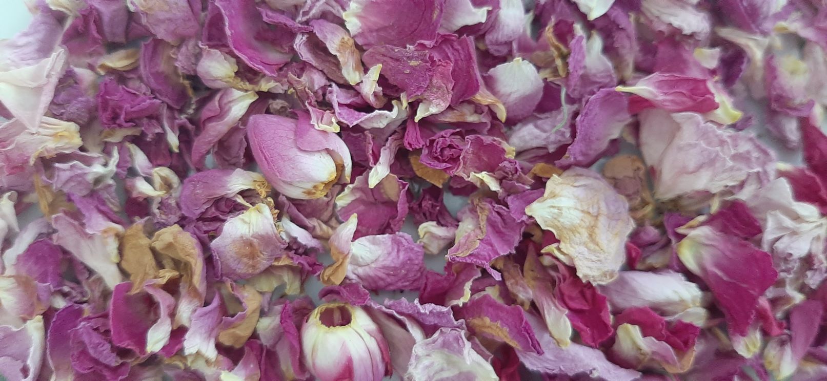 گل محمدی